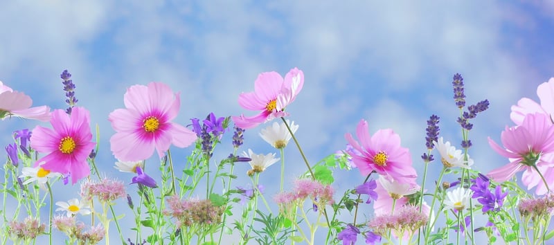 Magical Flora
