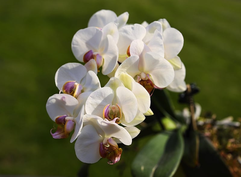 Unicorn Orchid