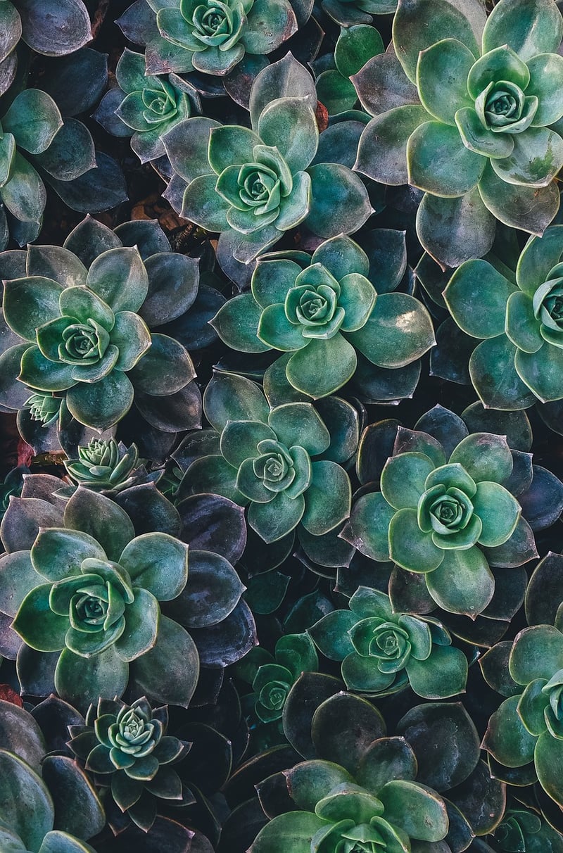 Dragon's Breath Succulent